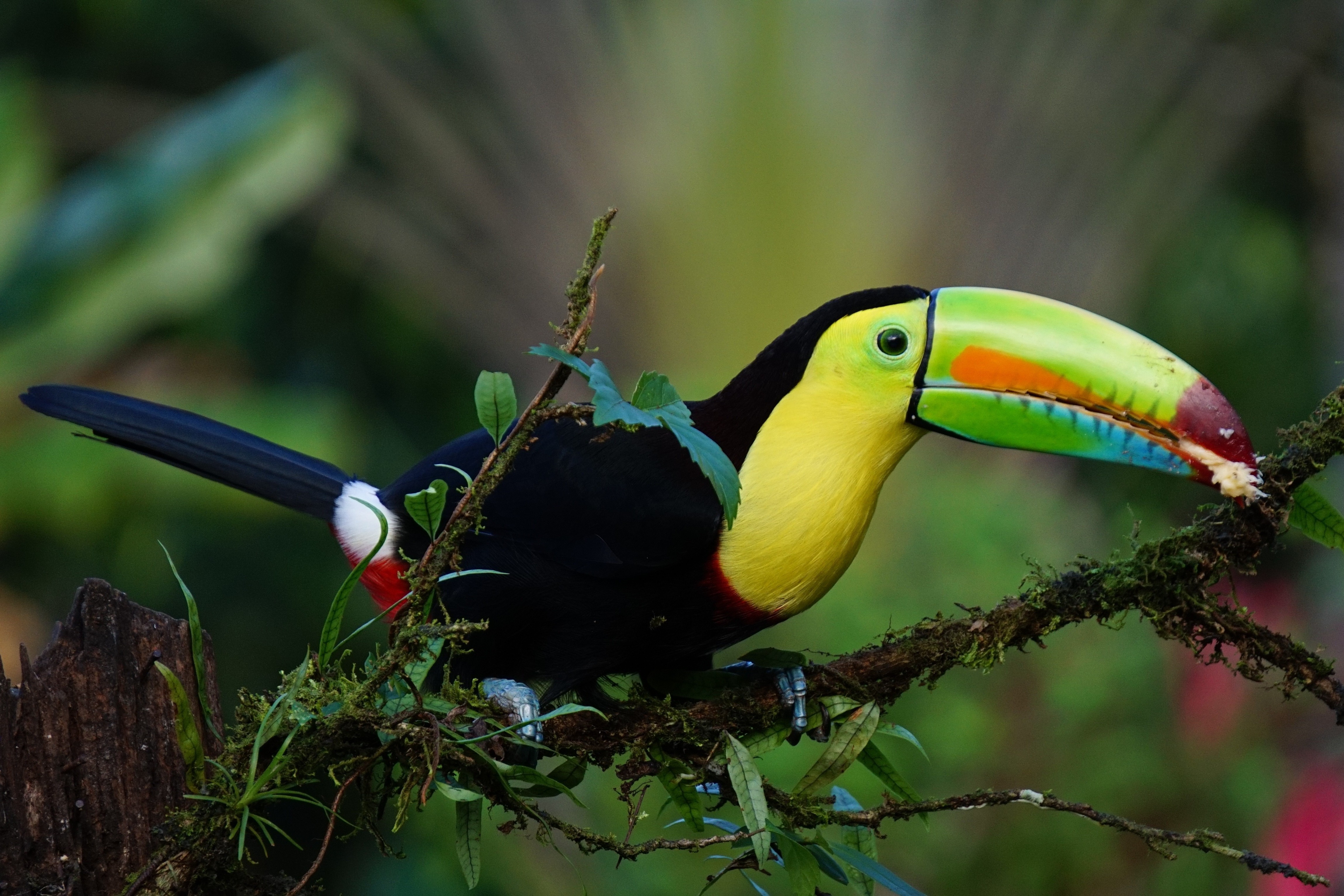 Costa Rica Classic Tour 2027