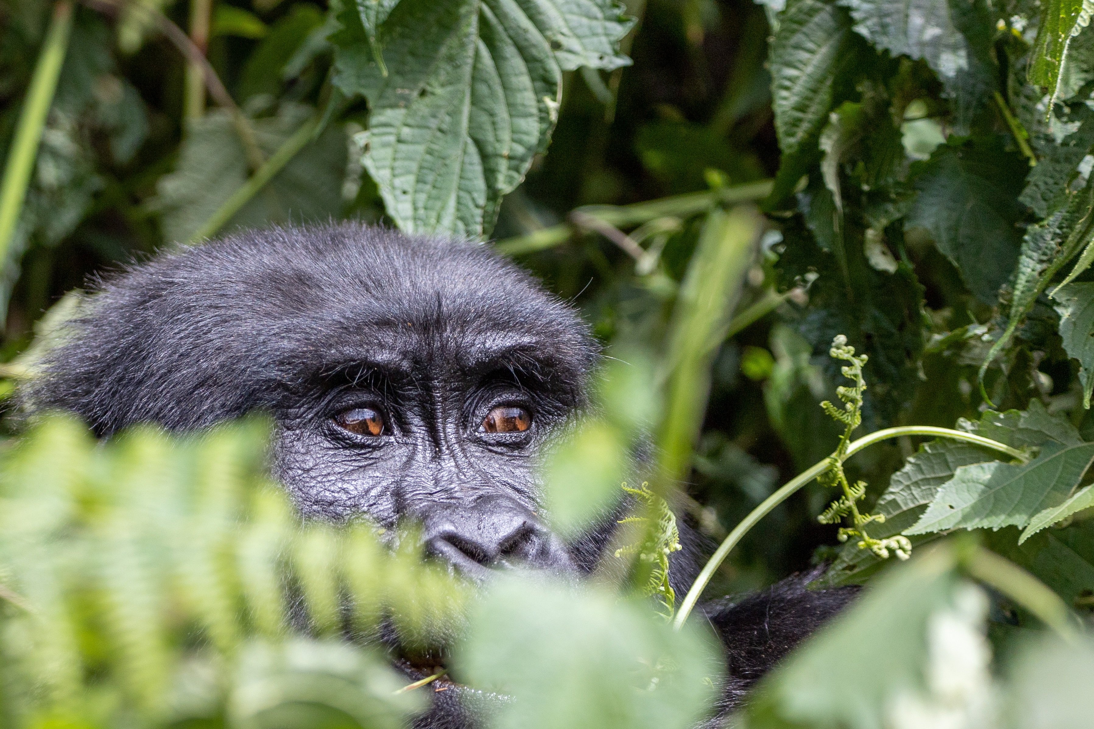 UBORA IL MEGLIO DELL'UGANDA 2027